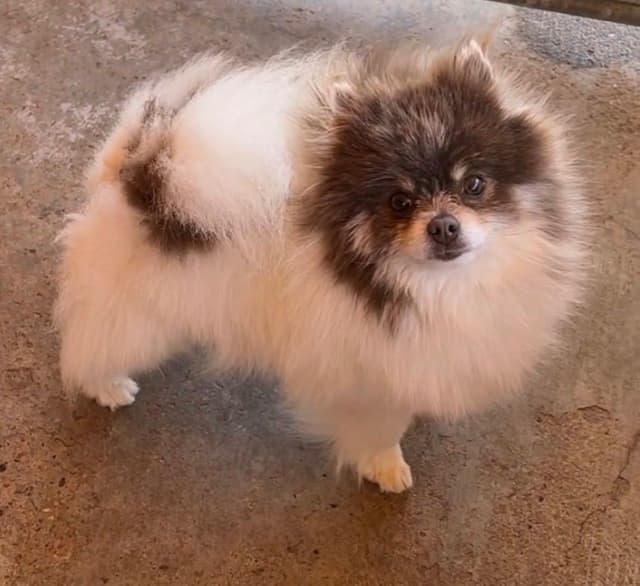 Berra's Insatiable Pomeranian Puppies media 2