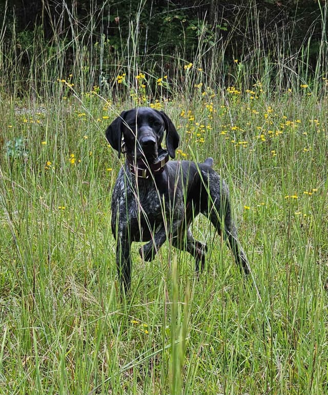 German Shorthaired Pointer Puppies media 2