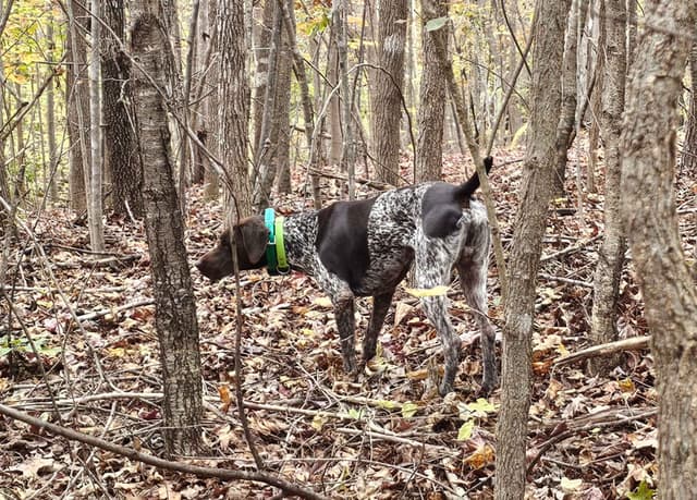 German Shorthaired Pointer Puppies media 3