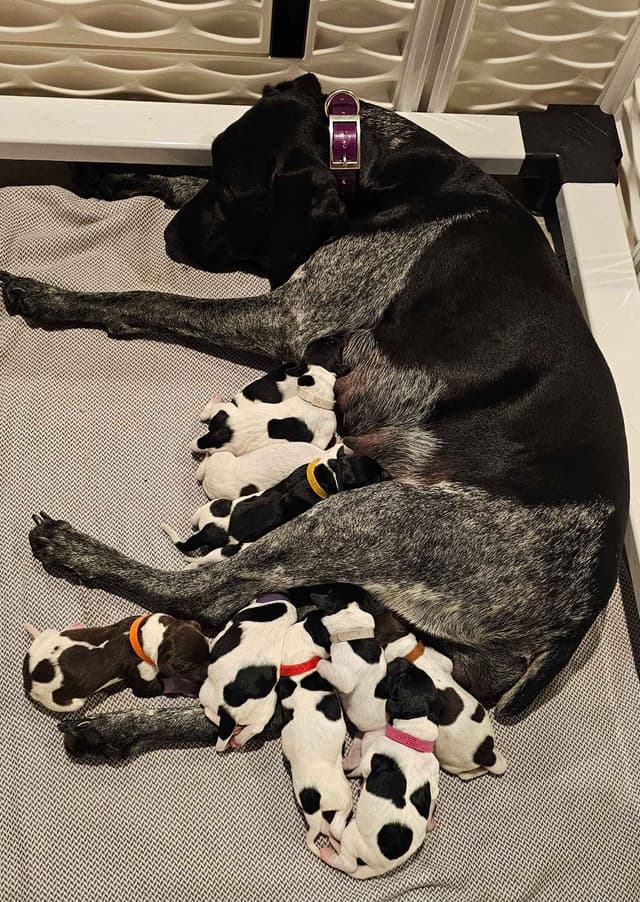 German Shorthaired Pointer Puppies media 5