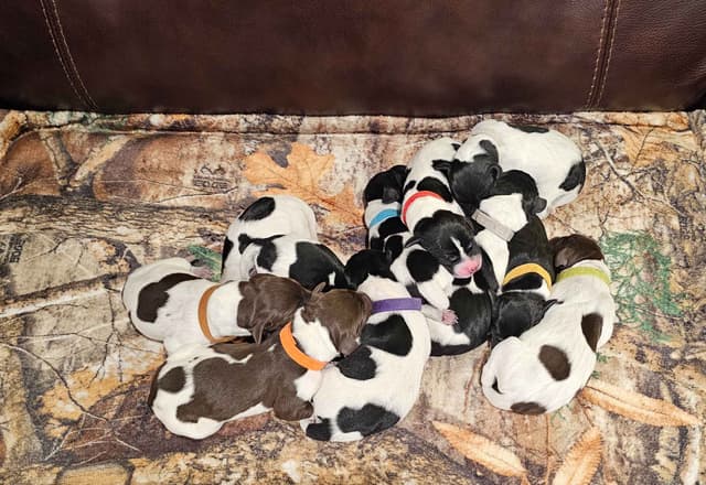 German Shorthaired Pointer Puppies media 6