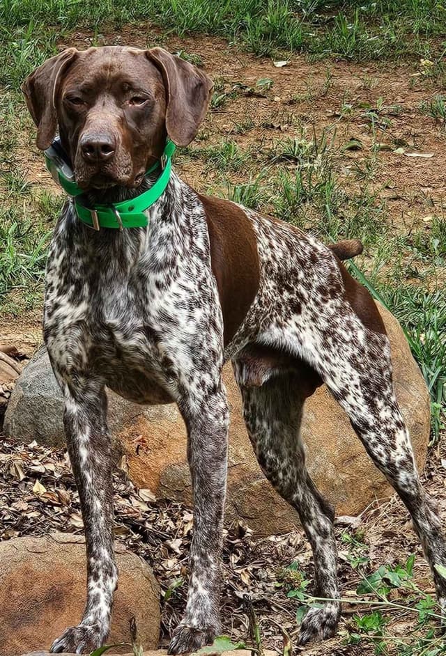 German Shorthaired Pointer Puppies media 4
