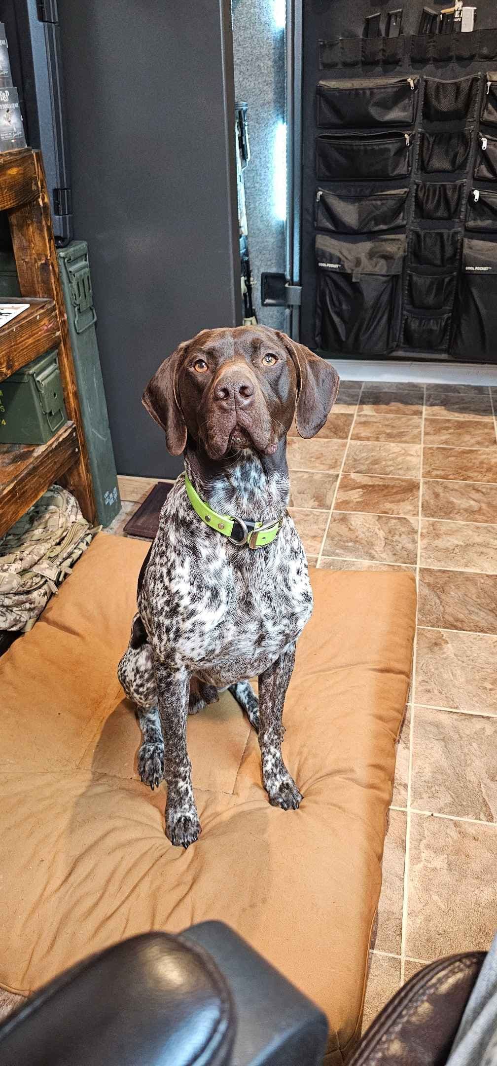 German Shorthaired Pointer Puppies breeder image 4