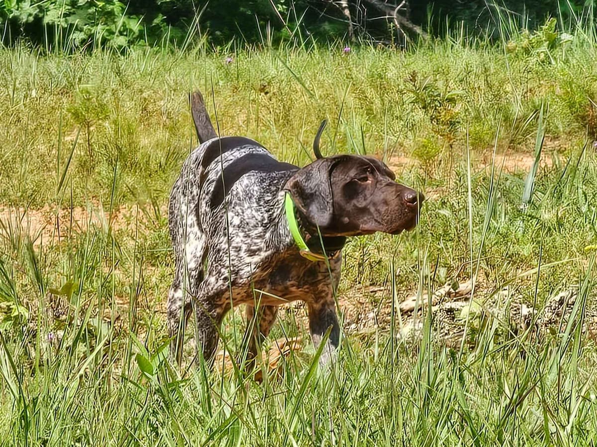 German Shorthaired Pointer Puppies breeder image 5