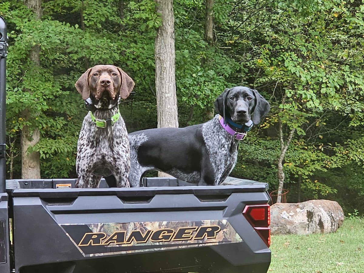 German Shorthaired Pointer Puppies breeder image 6