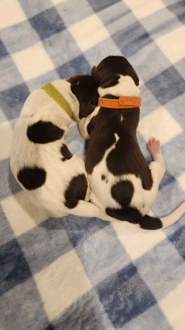 German Shorthaired Pointer Puppies media 10