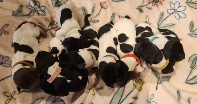 German Shorthaired Pointer Puppies media 11