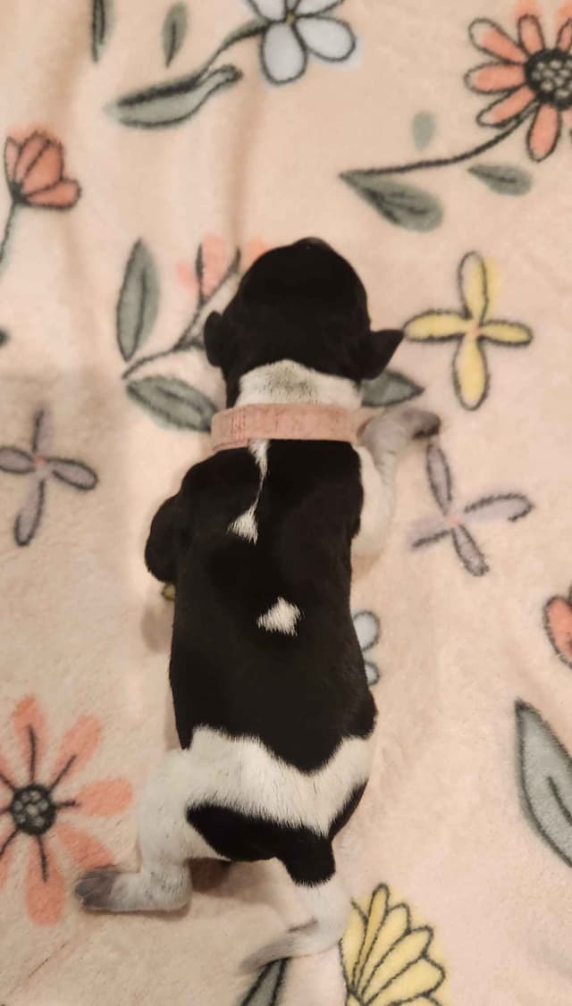 German Shorthaired Pointer Puppies media 12