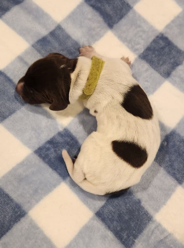 German Shorthaired Pointer Puppies media 17