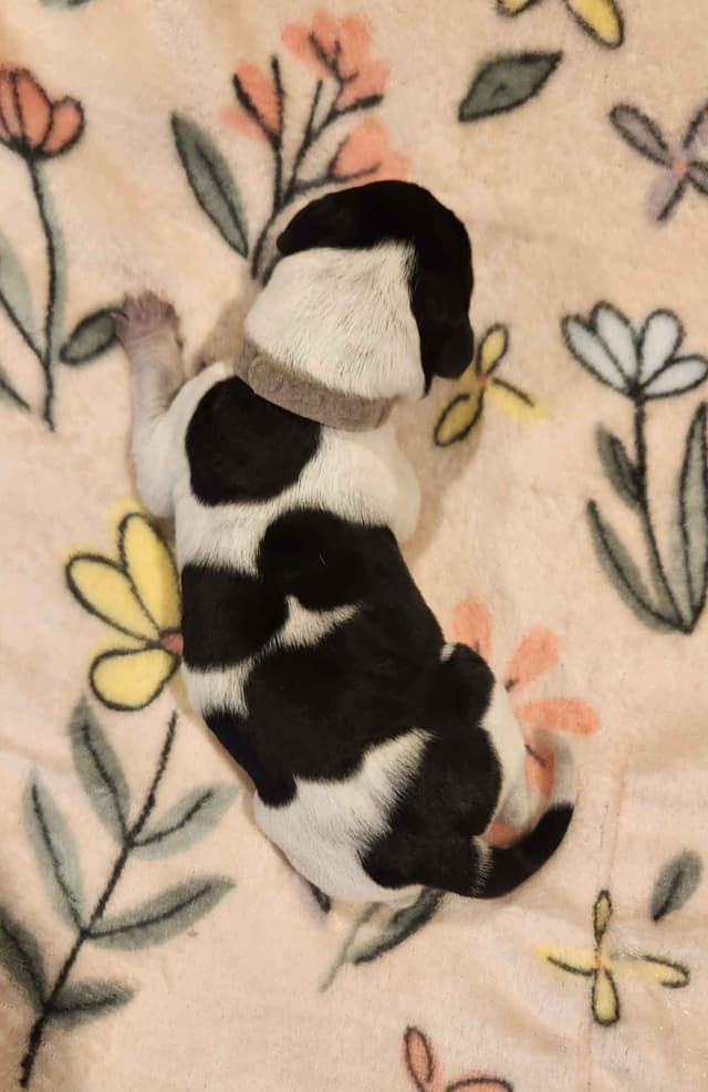 German Shorthaired Pointer Puppies media 7