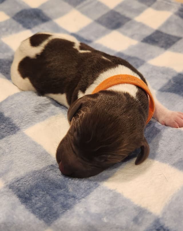 German Shorthaired Pointer Puppies media 18