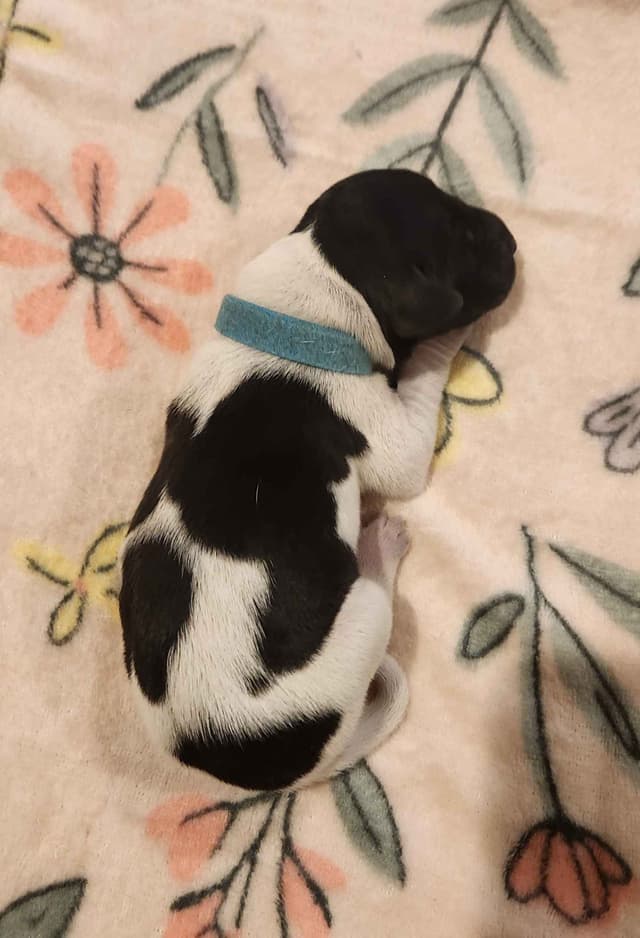 German Shorthaired Pointer Puppies media 16