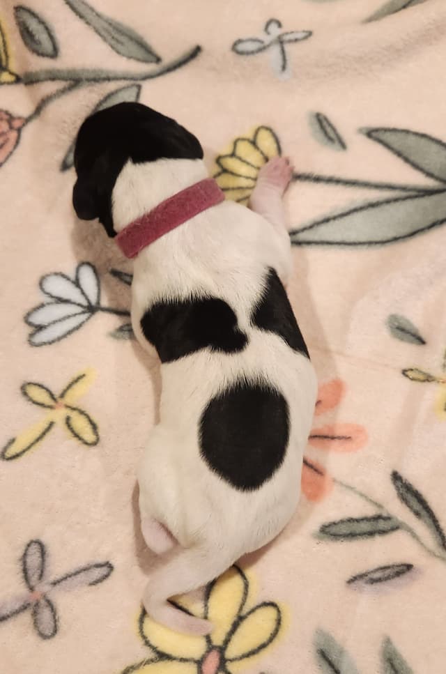 German Shorthaired Pointer Puppies media 9