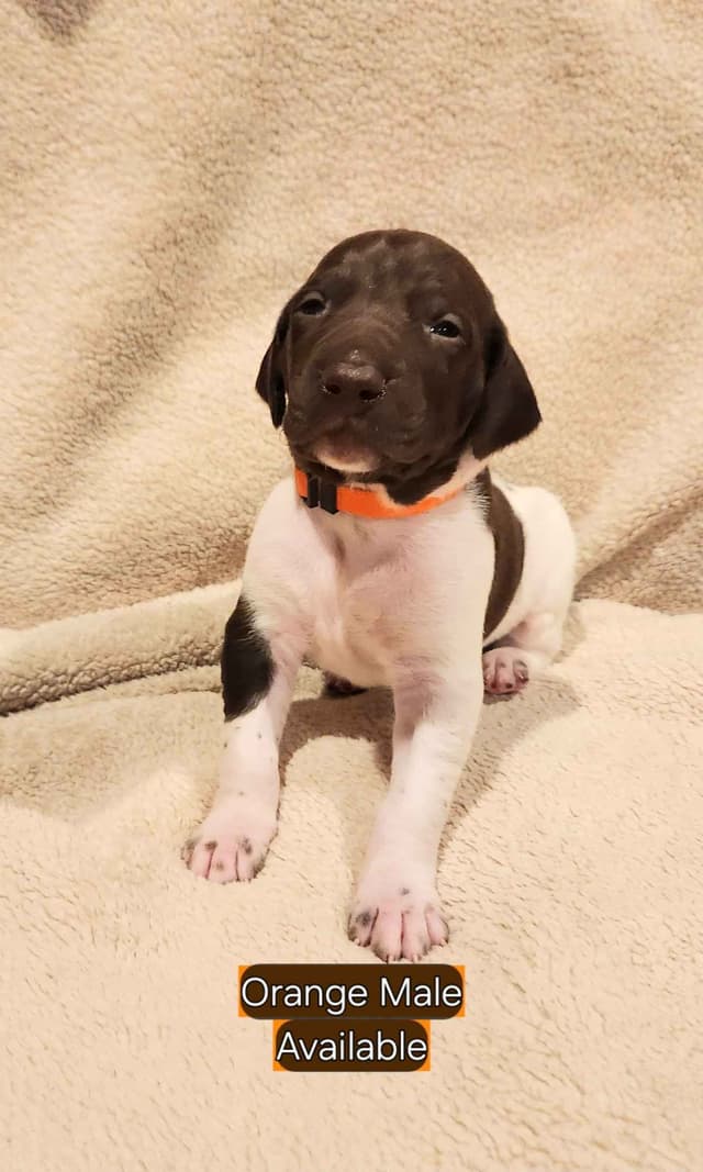 German Shorthaired Pointer Puppies media 19