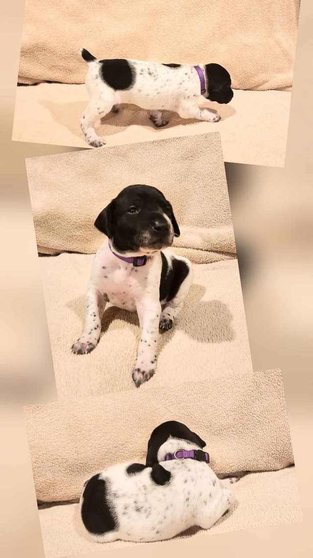 German Shorthaired Pointer Puppies media 20