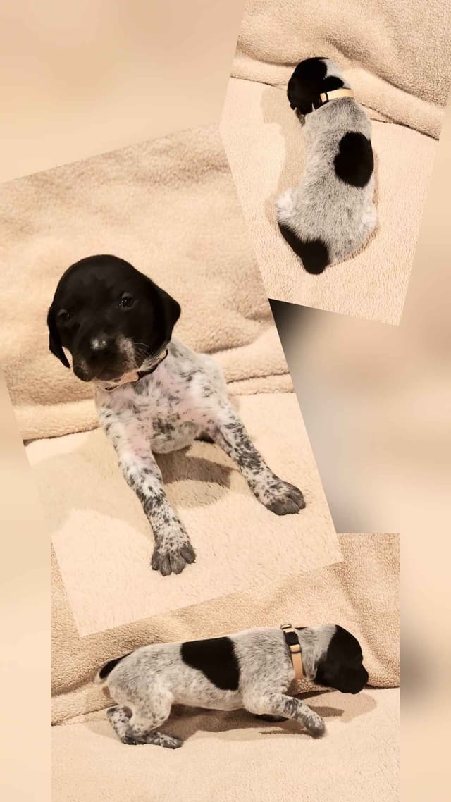 German Shorthaired Pointer Puppies media 21