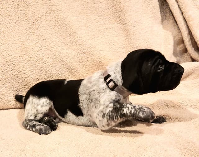 German Shorthaired Pointer Puppies media 23