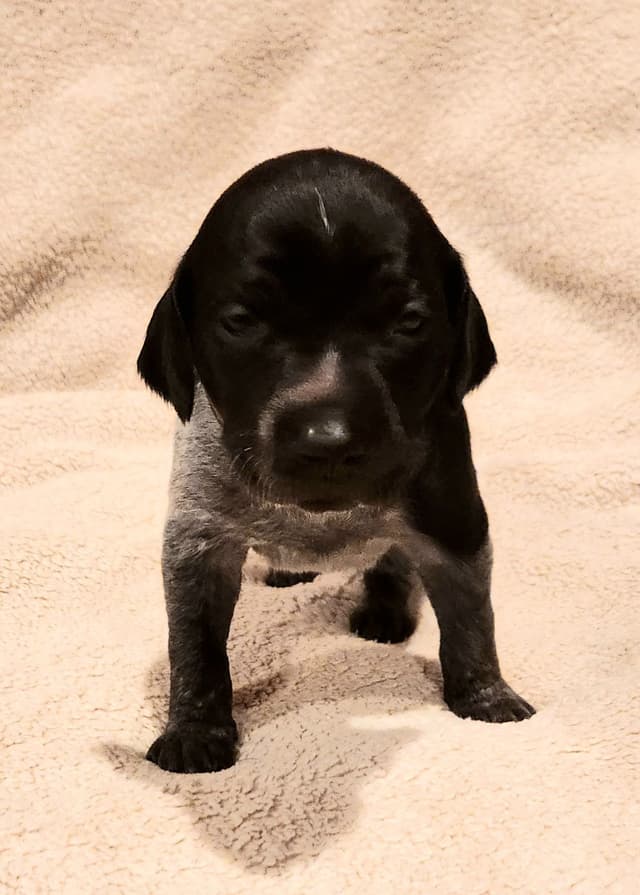 German Shorthaired Pointer Puppies media 22