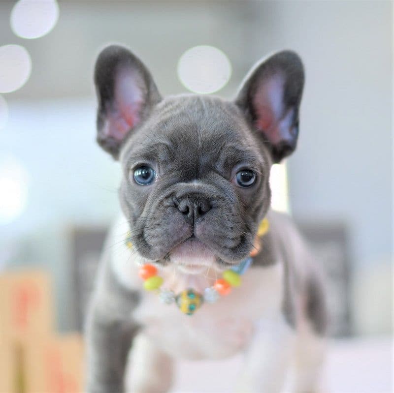 French Bulldog Puppies breeder image 3