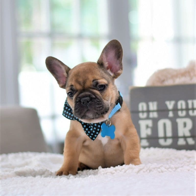 French Bulldog Puppies breeder image 5