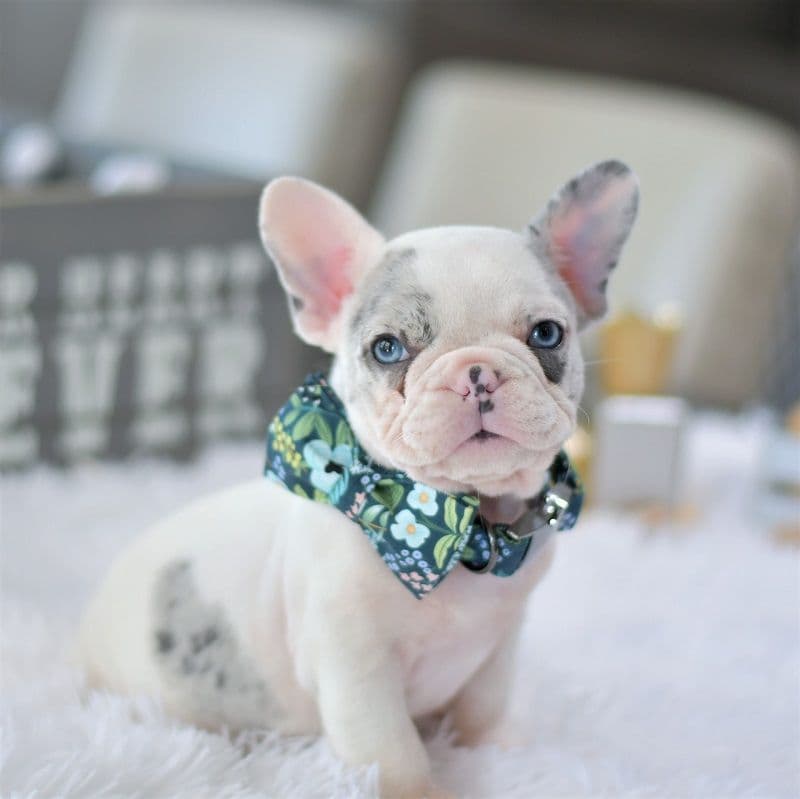 French Bulldog Puppies breeder image 4