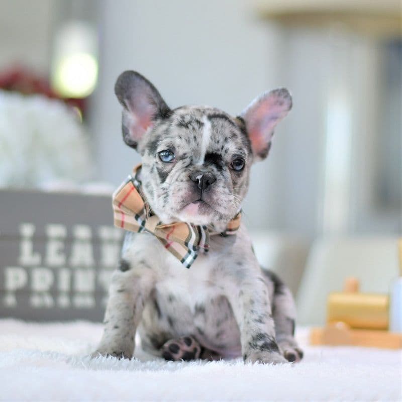 French Bulldog Puppies breeder image 10