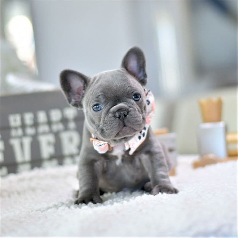 French Bulldog Puppies breeder image 13