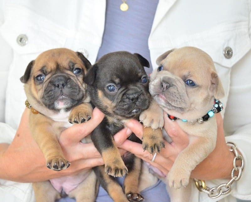 French Bulldog Puppies breeder image 14