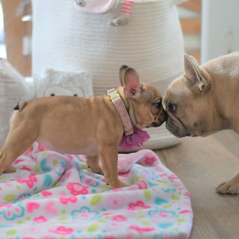 French Bulldog Puppies breeder image 12