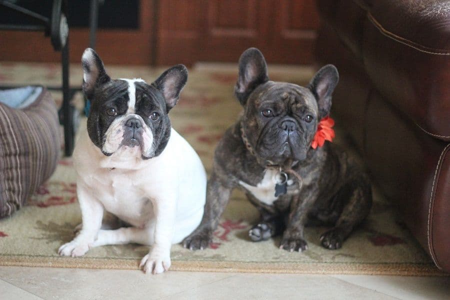 French Bulldog Puppies breeder image 11