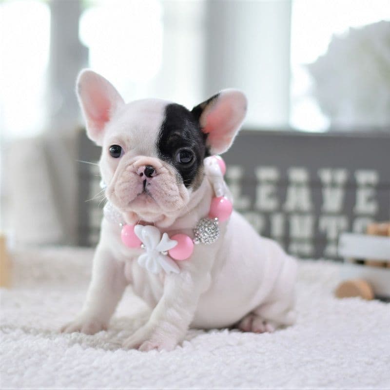 French Bulldog Puppies breeder image 9