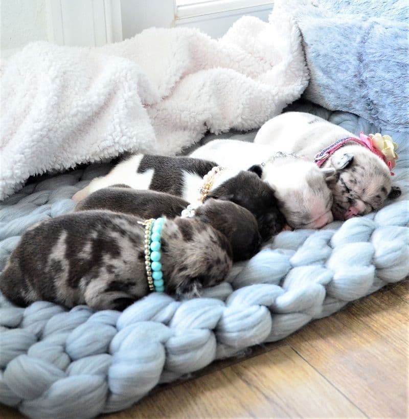French Bulldog Puppies breeder image 7