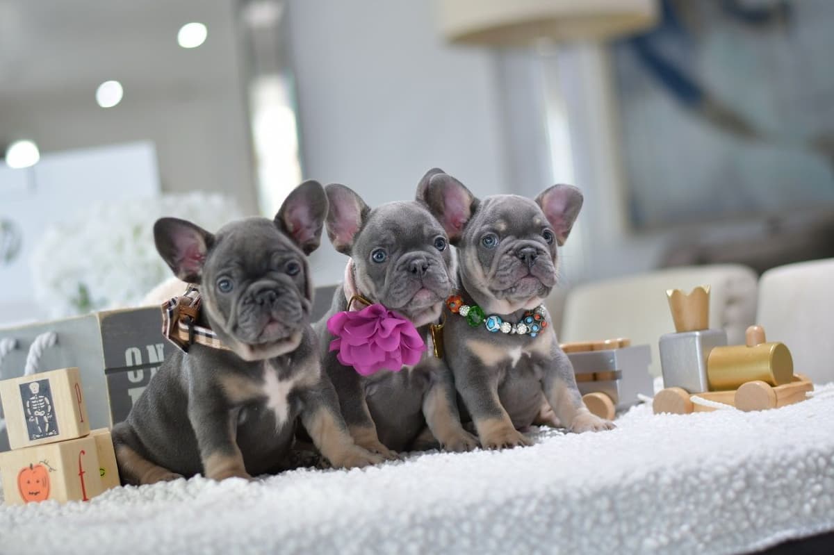 French Bulldog Puppies breeder image 8