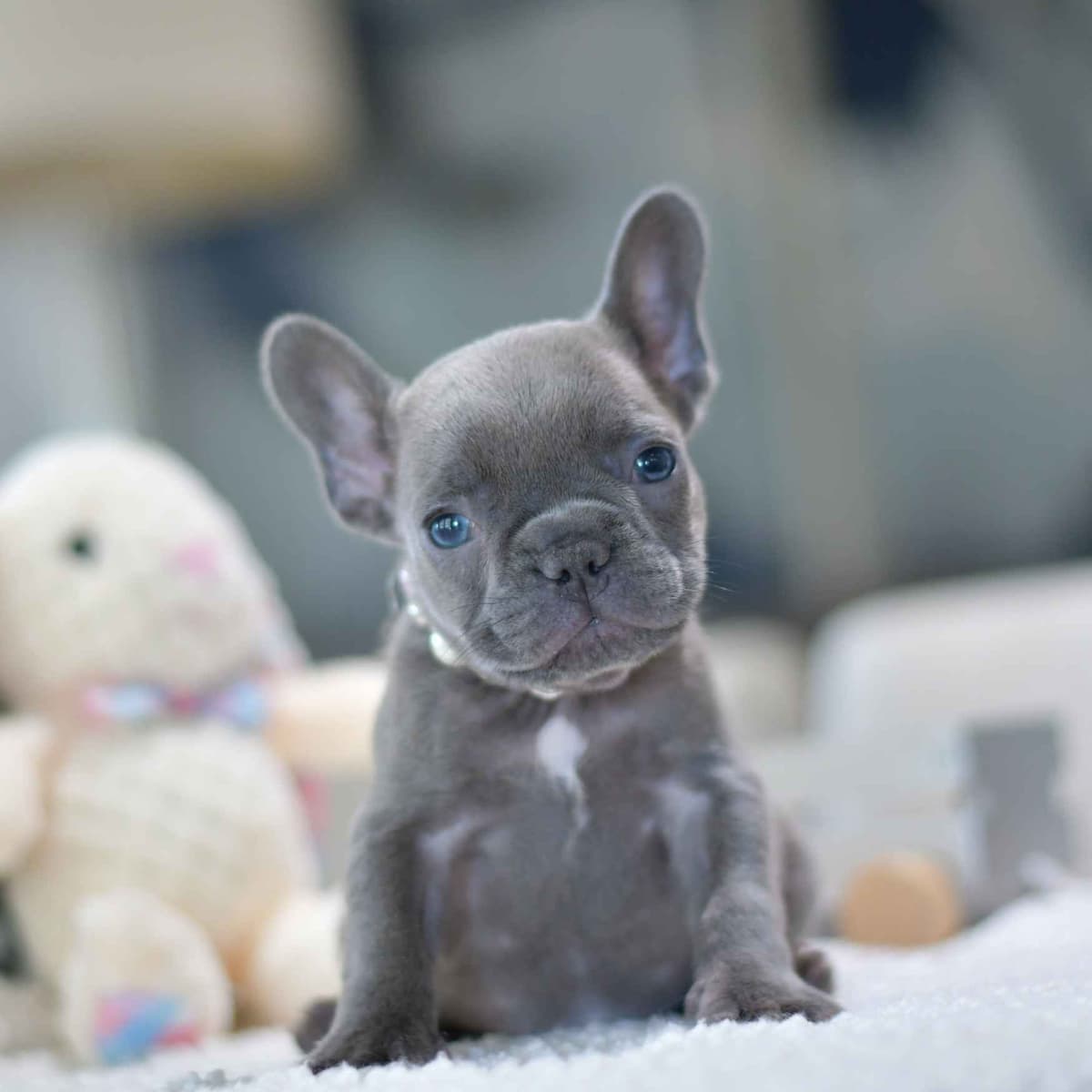 French Bulldog Puppies breeder image 18