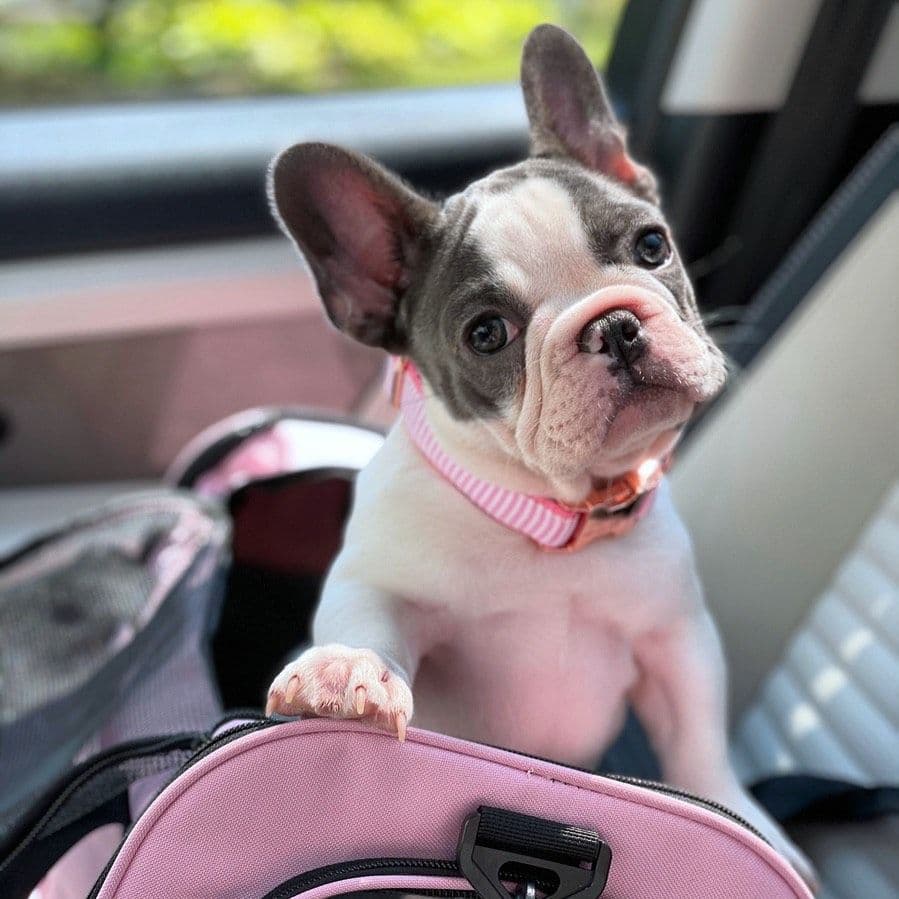 French Bulldog Puppies breeder image 15