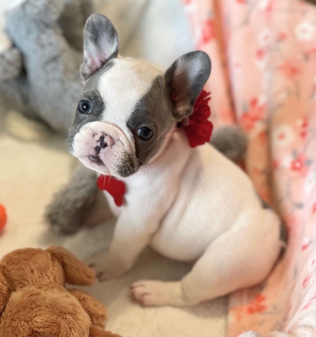 French Bulldog Puppies breeder image 16