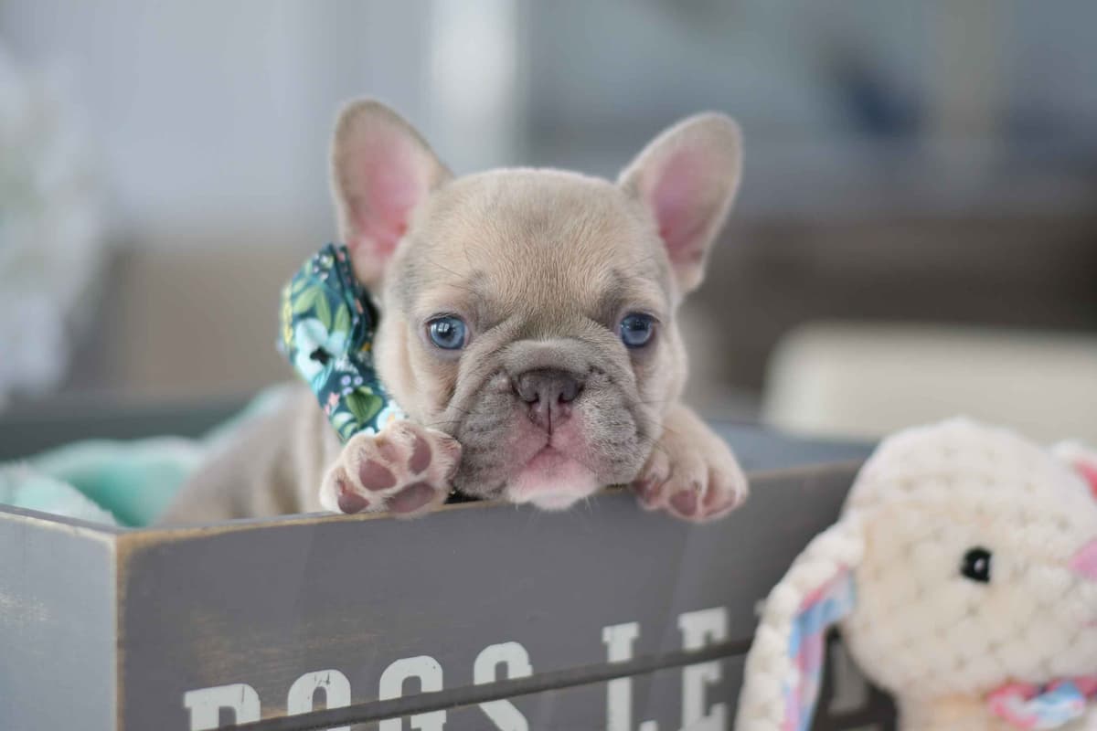 French Bulldog Puppies breeder image 21