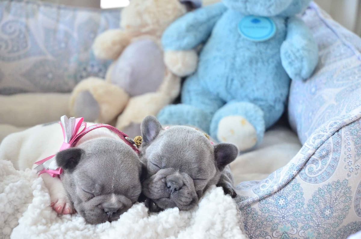 French Bulldog Puppies breeder image 20