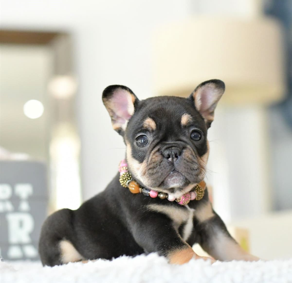 French Bulldog Puppies breeder image 24