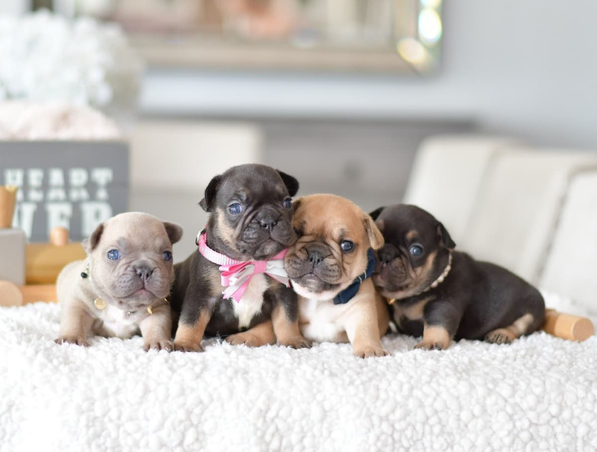 French Bulldog Puppies breeder image 23