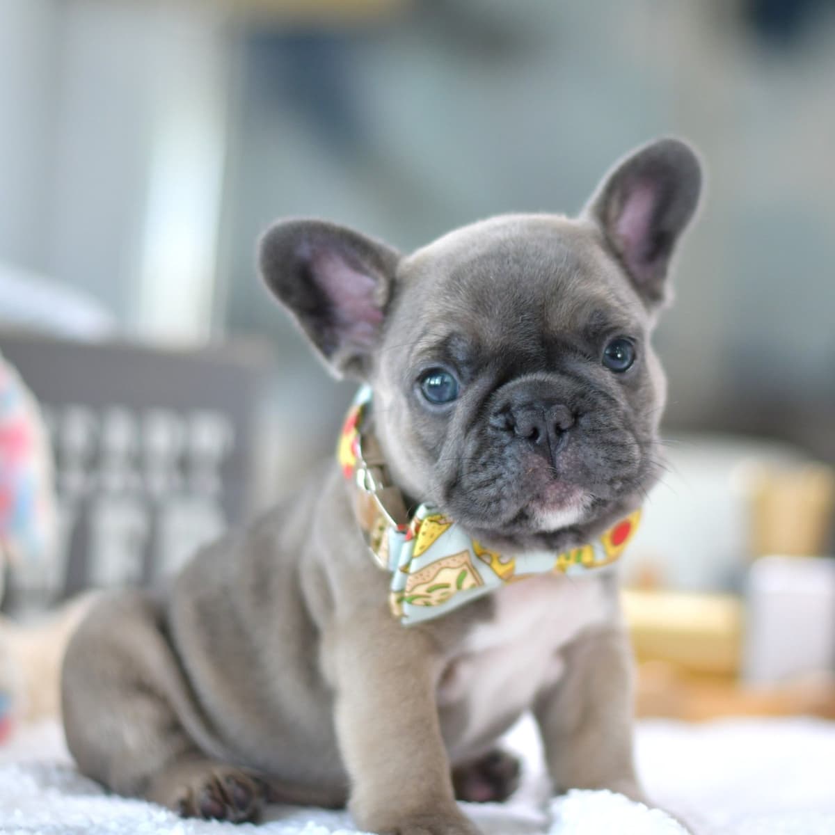 French Bulldog Puppies breeder image 28