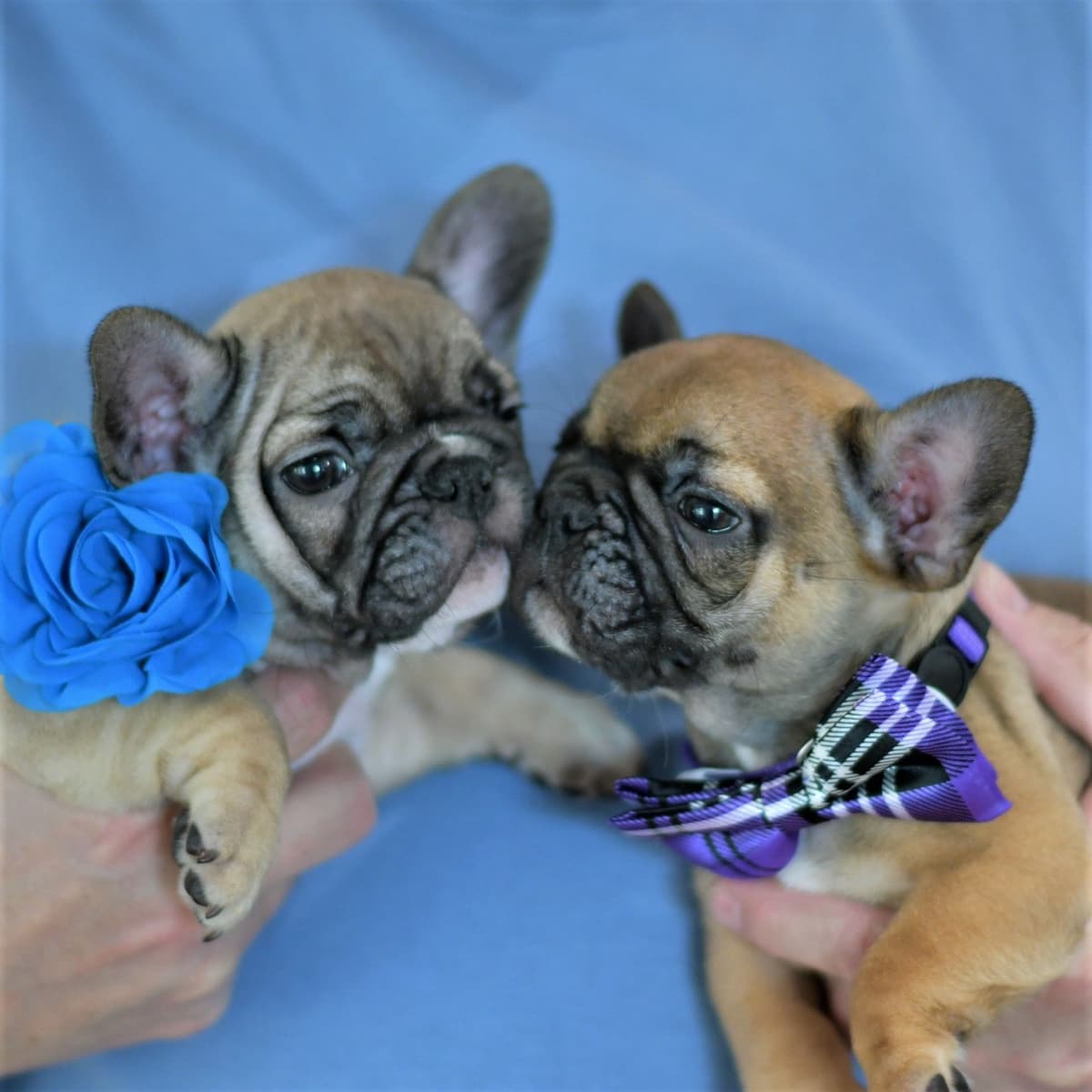 French Bulldog Puppies breeder image 22