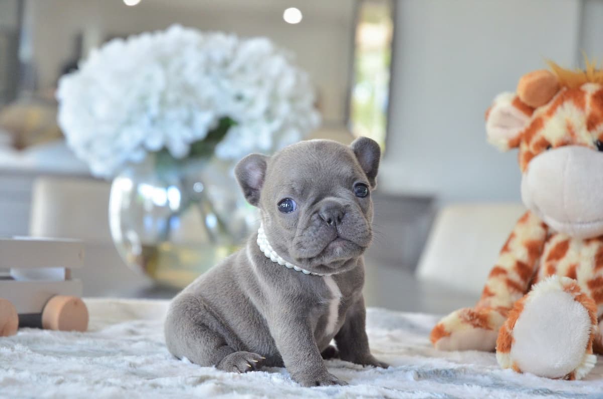 French Bulldog Puppies breeder image 29