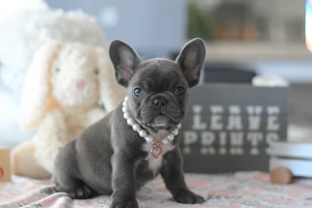 French Bulldog Puppies media 2