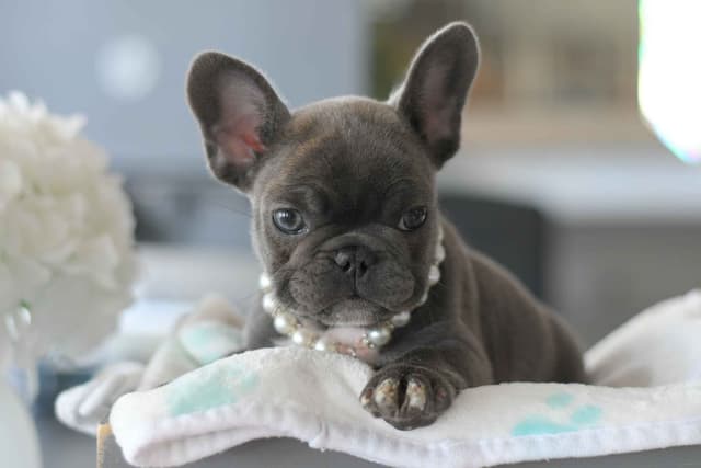 French Bulldog Puppies media 4
