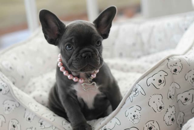 French Bulldog Puppies media 5