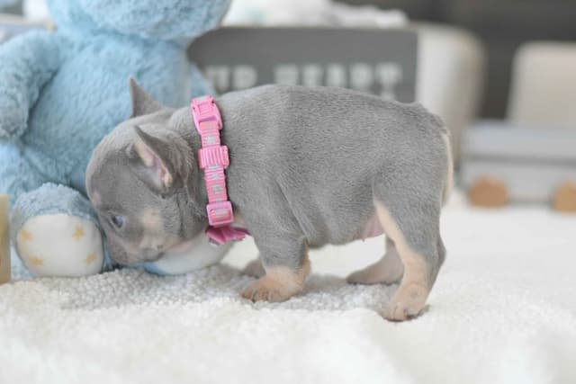 French Bulldog Puppies media 6