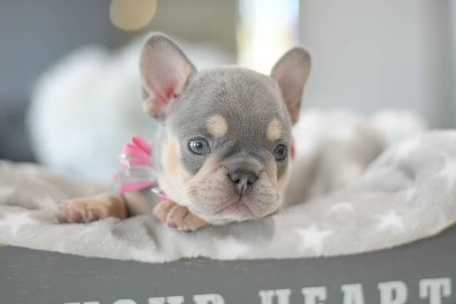 French Bulldog Puppies media 7