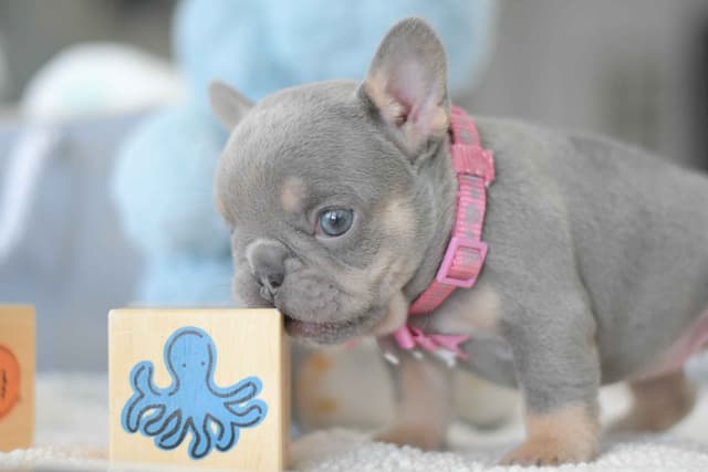 French Bulldog Puppies media 8