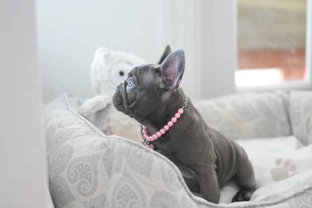 French Bulldog Puppies media 9